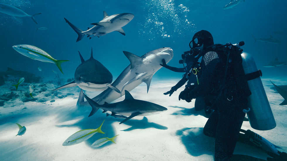 Imagen del tercer episodio de “Wild Life”, “Sharks”.